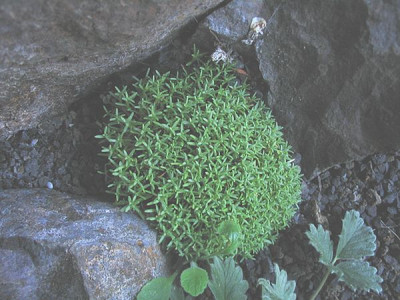 Gypsophyla_aretioides_fars_3.jpg