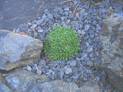 Gypsophyla_aretioides_fars_4.jpg