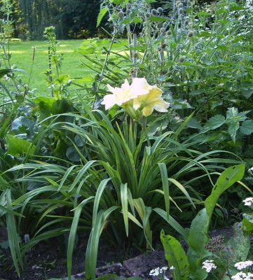 Schnickel Fritz Horst - Blüte.jpg
