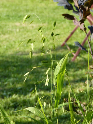 2015-08-22 Chasmanthium latifolium.jpg