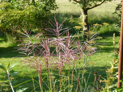 2015-08-22 Miscanthus 'China'.jpg