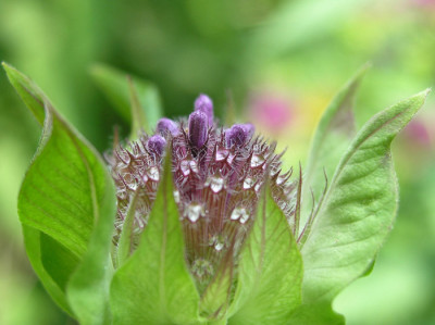 Monarda-Knospe.jpg