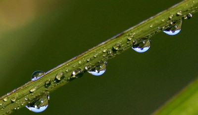 Tautropfen-4.jpg