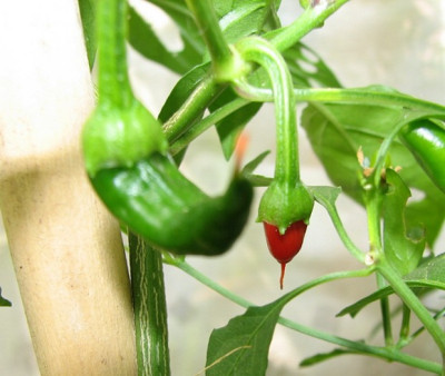 Cayenne_26.07.06_008.jpg