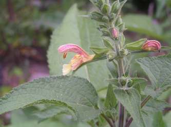 Salvia_nubicola.jpg