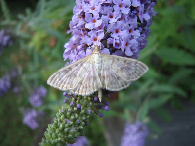 SCHM_MI_2607_V.jpg