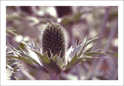 Distel_1_23-07-2006.jpg