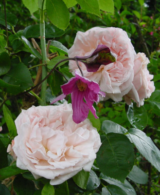 st_swithun_aljonushka_04.jpg