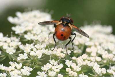 Raupenfliege-Juli06-01.jpg