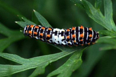 Schwalbe-Juli06-03.jpg
