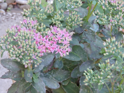 DSCN1954.JPG