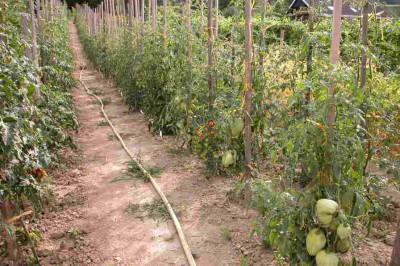 Tomatenanlage1.jpg