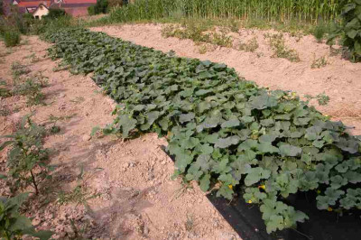Melonen1.jpg