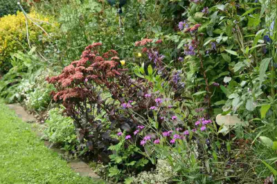 Sedum0214a.jpg
