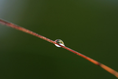 Tautropfen-8.jpg