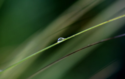 Tautropfen-10.jpg