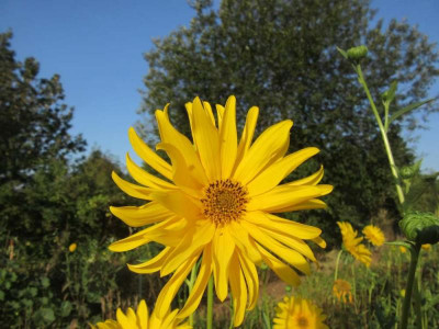 Helianthus Miss Mellish.jpg