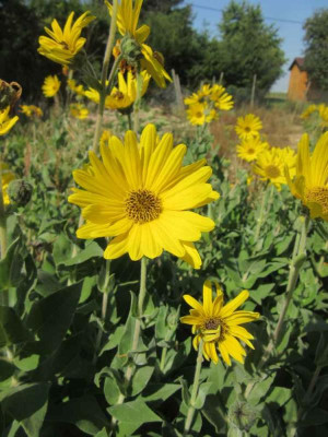 Helianthus mollis.jpg