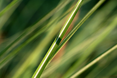 Tautropfen-15.jpg