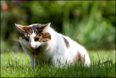 katze11111.jpg