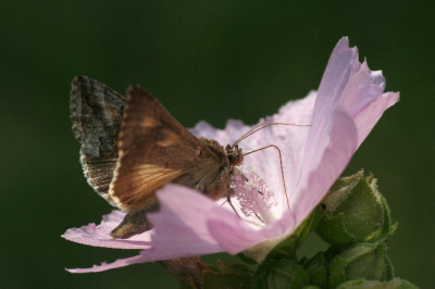 Gamma-Juli06-01.jpg