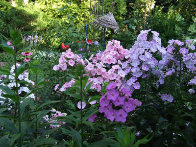 phlox_02.jpg