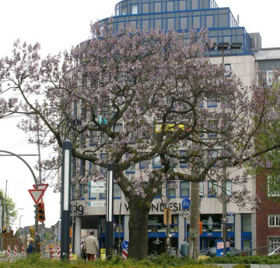 Paulownia-in-Dortmund.jpg