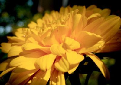 new_sunflowerpower.jpg