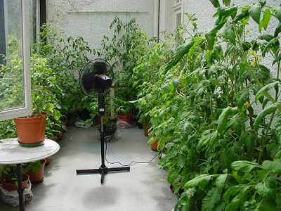 tomaten_plantage_1.jpg