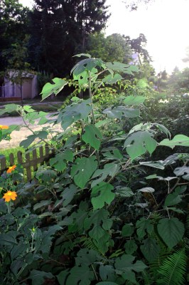 Papiermaulbeerbaumchen.jpg