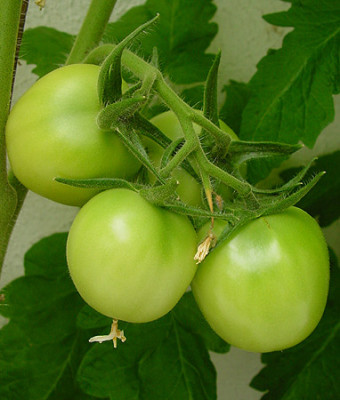 Amritsar_tomate.jpg