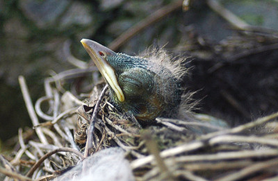 amsel5186.jpg