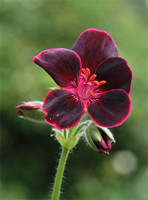 pelargonium_5645.jpg