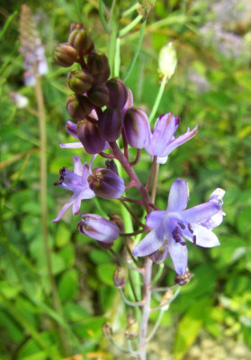 Scilla_autumnalis_06-1.jpg