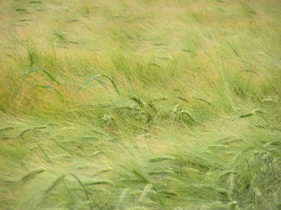 Getreide-1.jpg