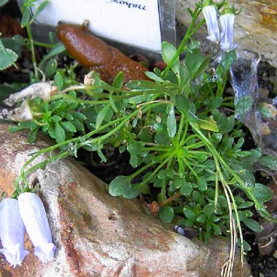 28.7.06._Campanula_zoysii__008.JPG