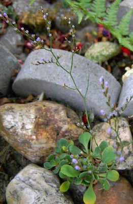 28.7.06._Limonium_bellidifolium__001.JPG