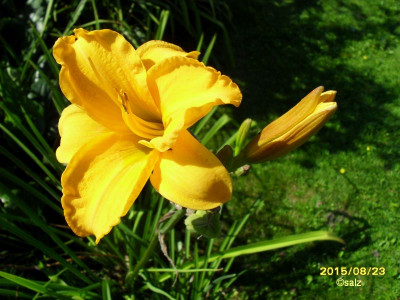 Buds in orangegelb 15.jpg
