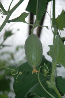A0582_Large.JPG