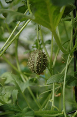 A0429_Large.JPG