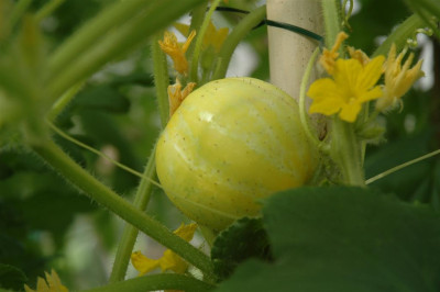 A0426_Large.JPG