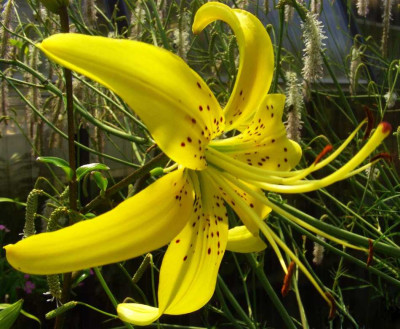 Lilium_Yellow_Star_06.jpg