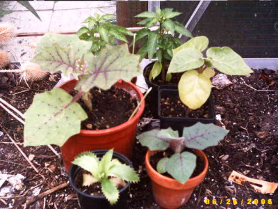 2006_0627Bild0008.JPG