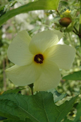 A0599_Large.JPG