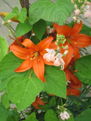 IMG_3830.jpg