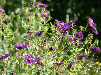 2015-08-22 Aster 'Constance'.jpg