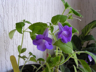 Achimenes mexicana 002.JPG