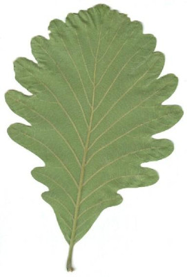 Quercus_macranthera_Blattunterseite.jpg