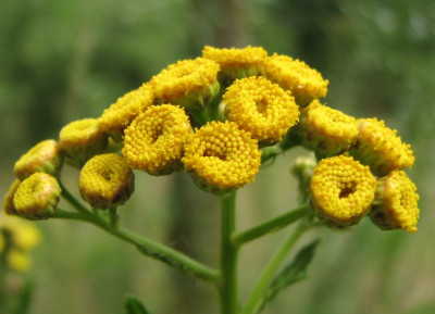 WILD_FR_2807_II.jpg