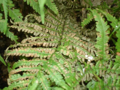 DSC02271.JPG
